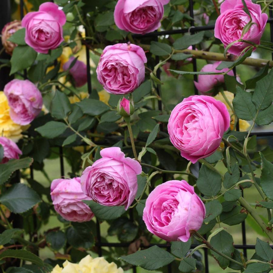 バラ苗 予約大苗 2026 レーン ヴィクトリア Reine Victoria 国産