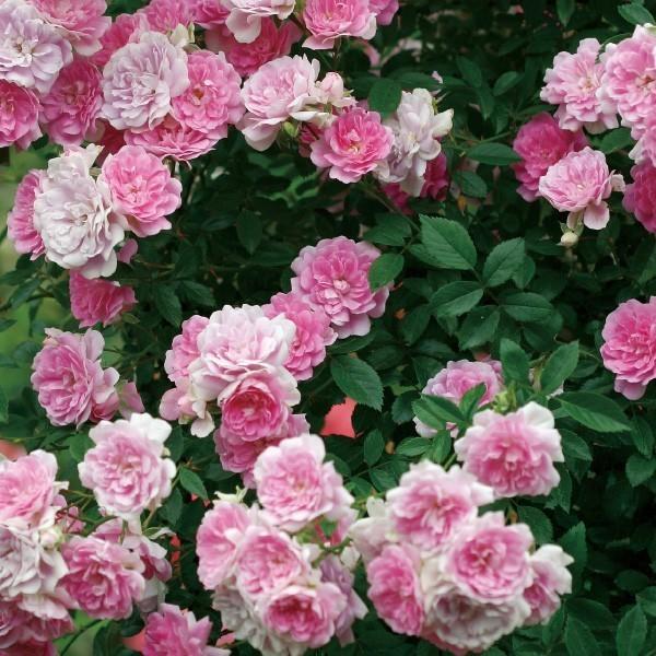 ❀メイさま❀　バラ　苗 バラ苗 即納 大苗 18cmポット ラフ メイカー : Apple Roses - 通販