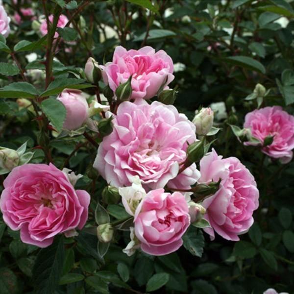 バラ苗 予約新苗 2026 芽衣 めい Mei 国産ノイバラ台木使用 | カラー