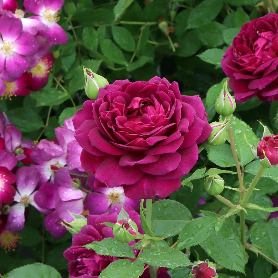 バラ苗 大苗 2026 真夜 まよ Mayo 国産ノイバラ台木使用 | 大苗 2026