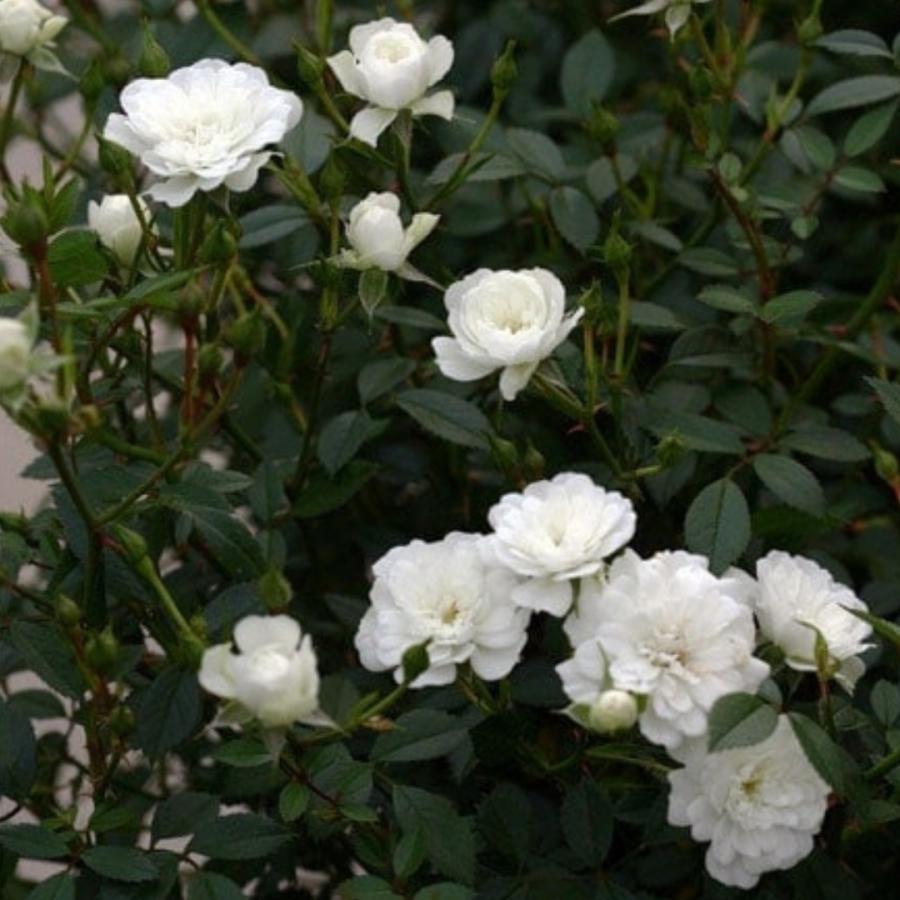 バラ苗 予約新苗 2026 雪あかり Yukiakari 国産ノイバラ台木使用