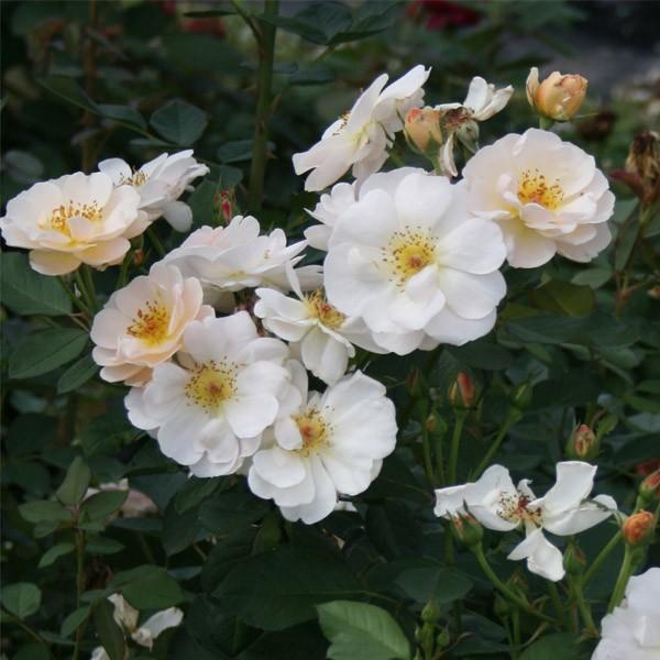 【バラ】 バラ苗 鉢植え6寸 2025 ウィズレー2008 Wisley2008 国産ノイバラ