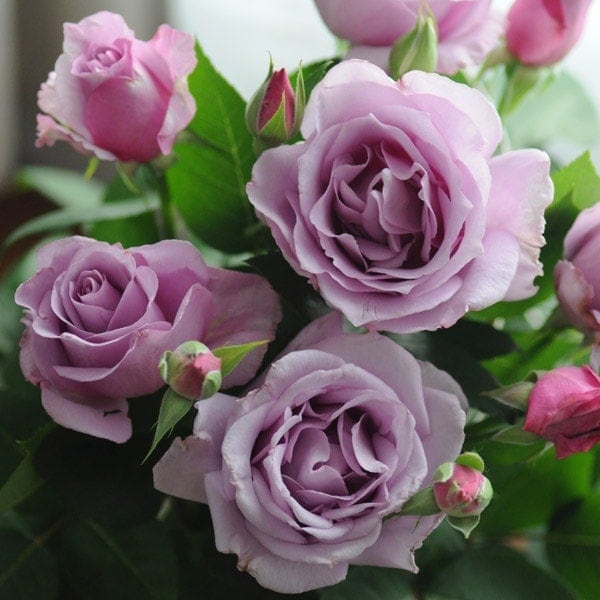 バラ苗 イヴペーシュ 切り花レア品種 接木苗 強香 5号鉢 薔薇 苗