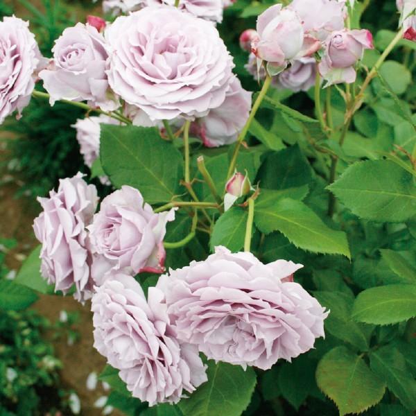 バラ苗 大苗 2026 ノヴァーリス Novalis 国産ノイバラ台木使用 | 大苗