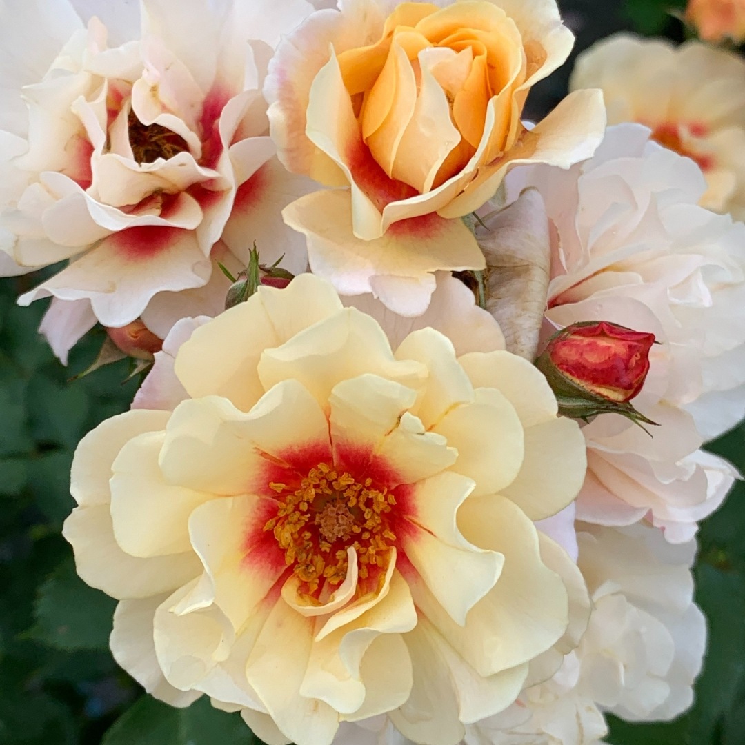 1_000000004596.jpg?1753429262