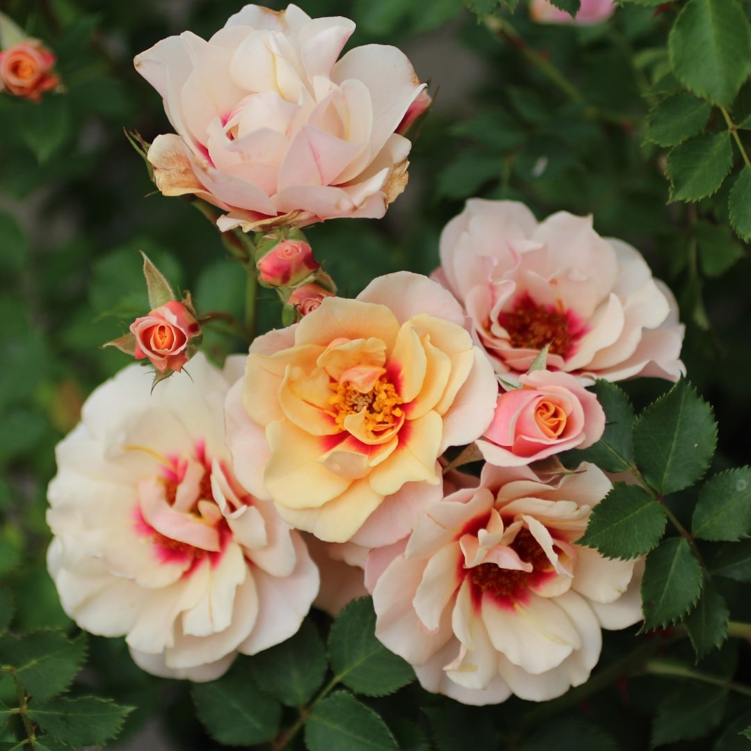 バラ苗 予約大苗 2026 クランベリー アイズ Cranberry Eyes 国産