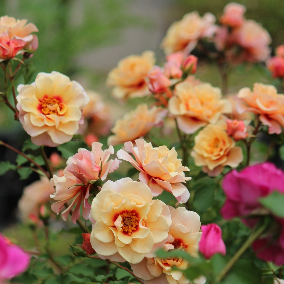 バラ苗 予約大苗 2026 クランベリー アイズ Cranberry Eyes 国産