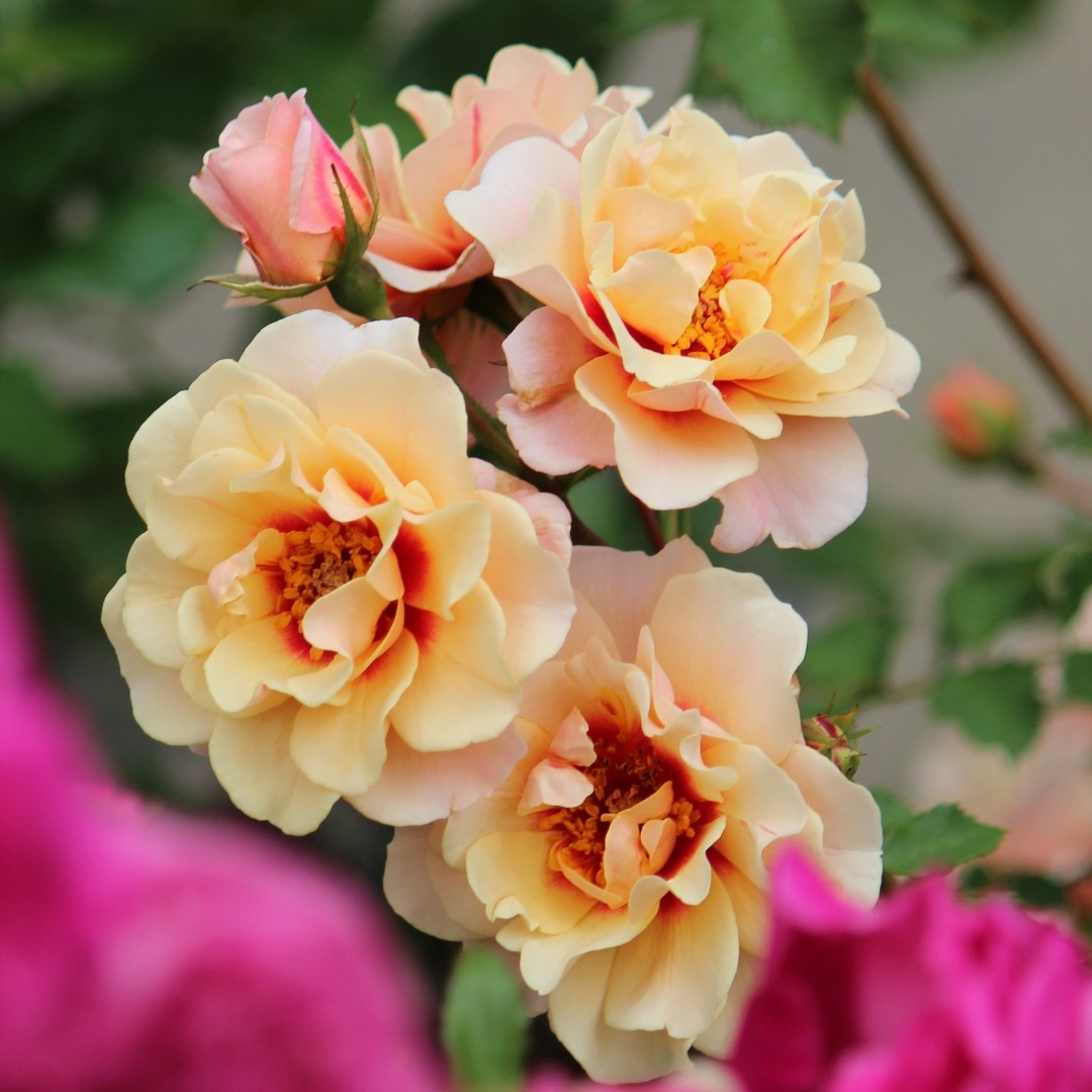 バラ苗 予約大苗 2026 クランベリー アイズ Cranberry Eyes 国産