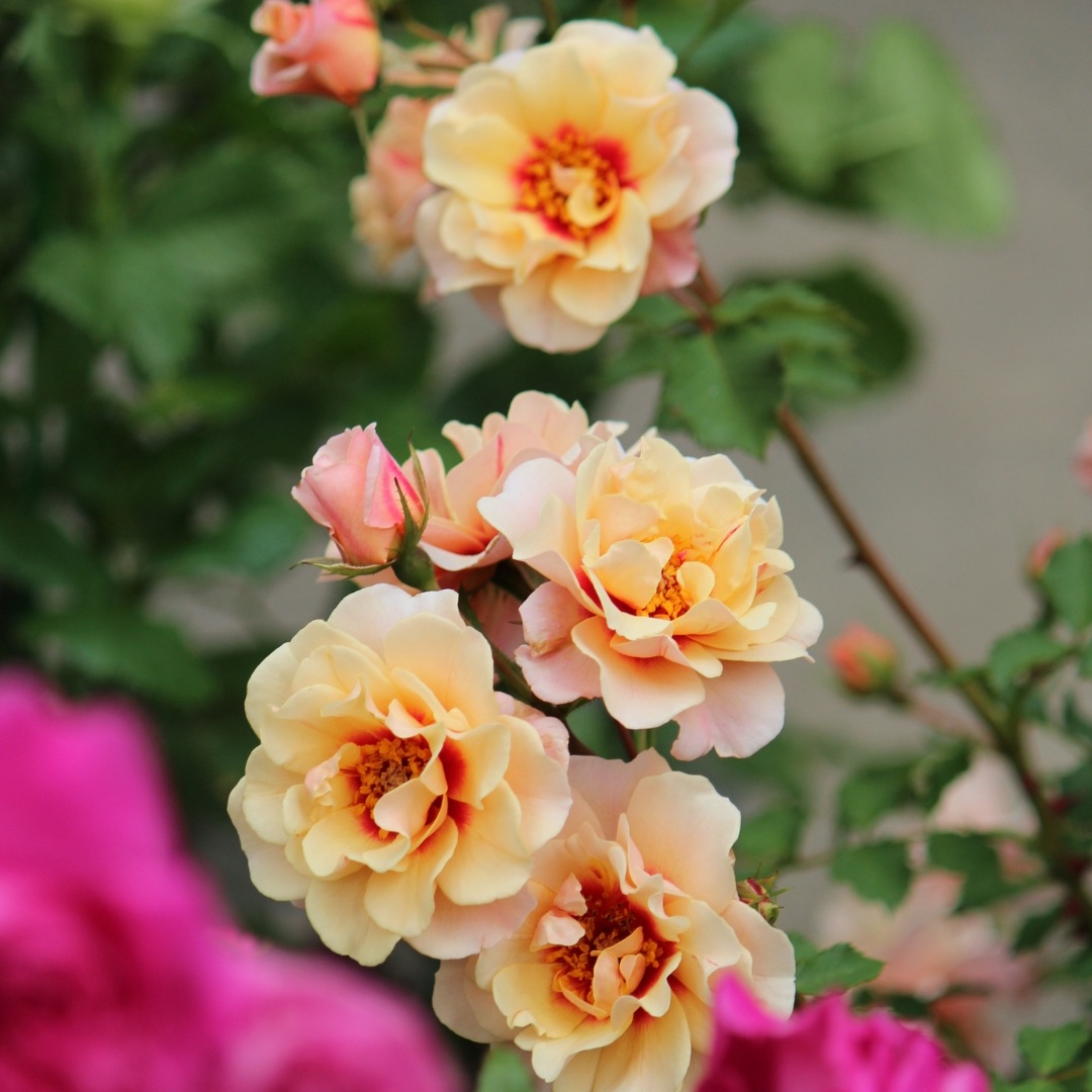 バラ苗 予約大苗 2026 クランベリー アイズ Cranberry Eyes 国産