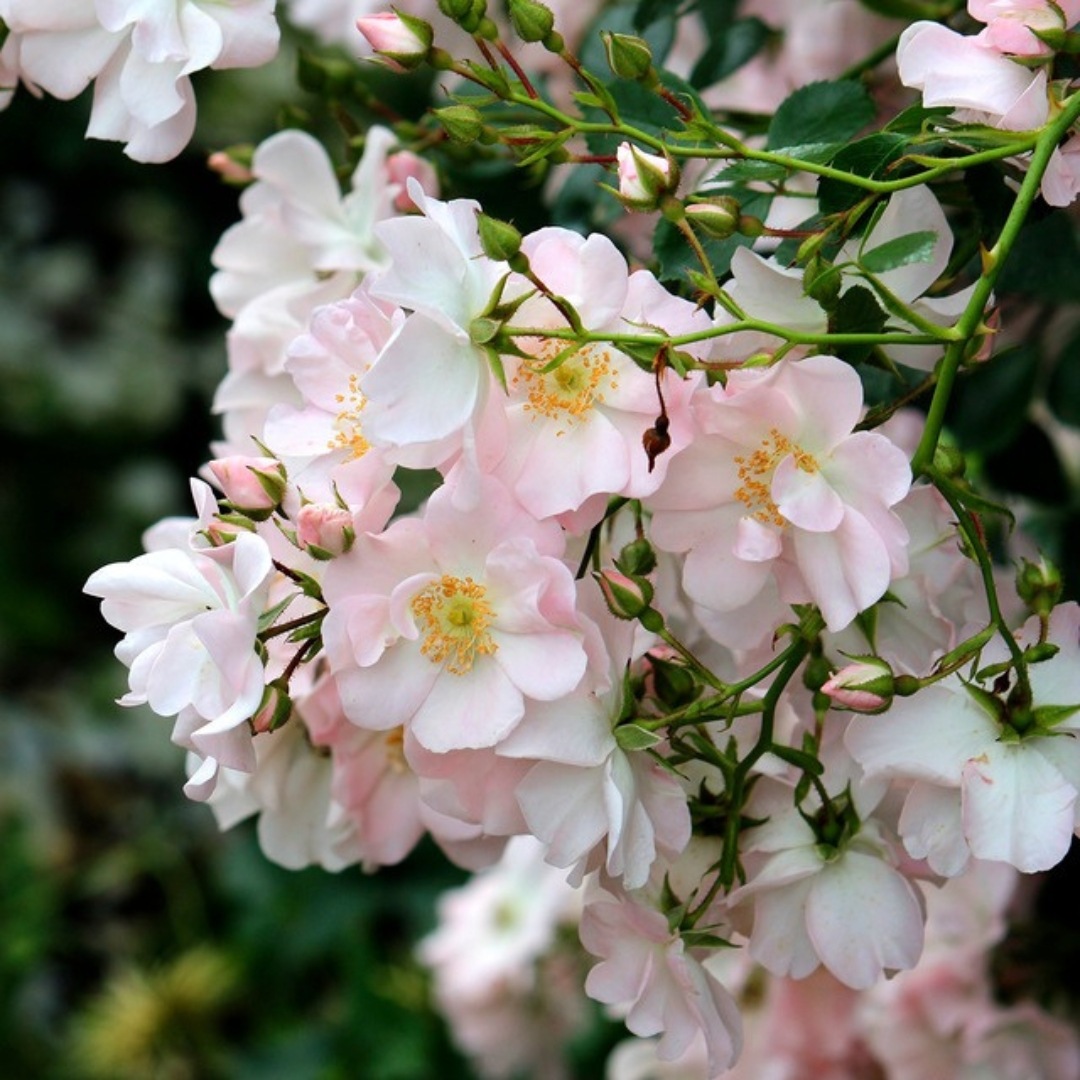 バラ苗 予約新苗 2026 伽羅奢 がらしゃ Gracia 国産ノイバラ台木使用