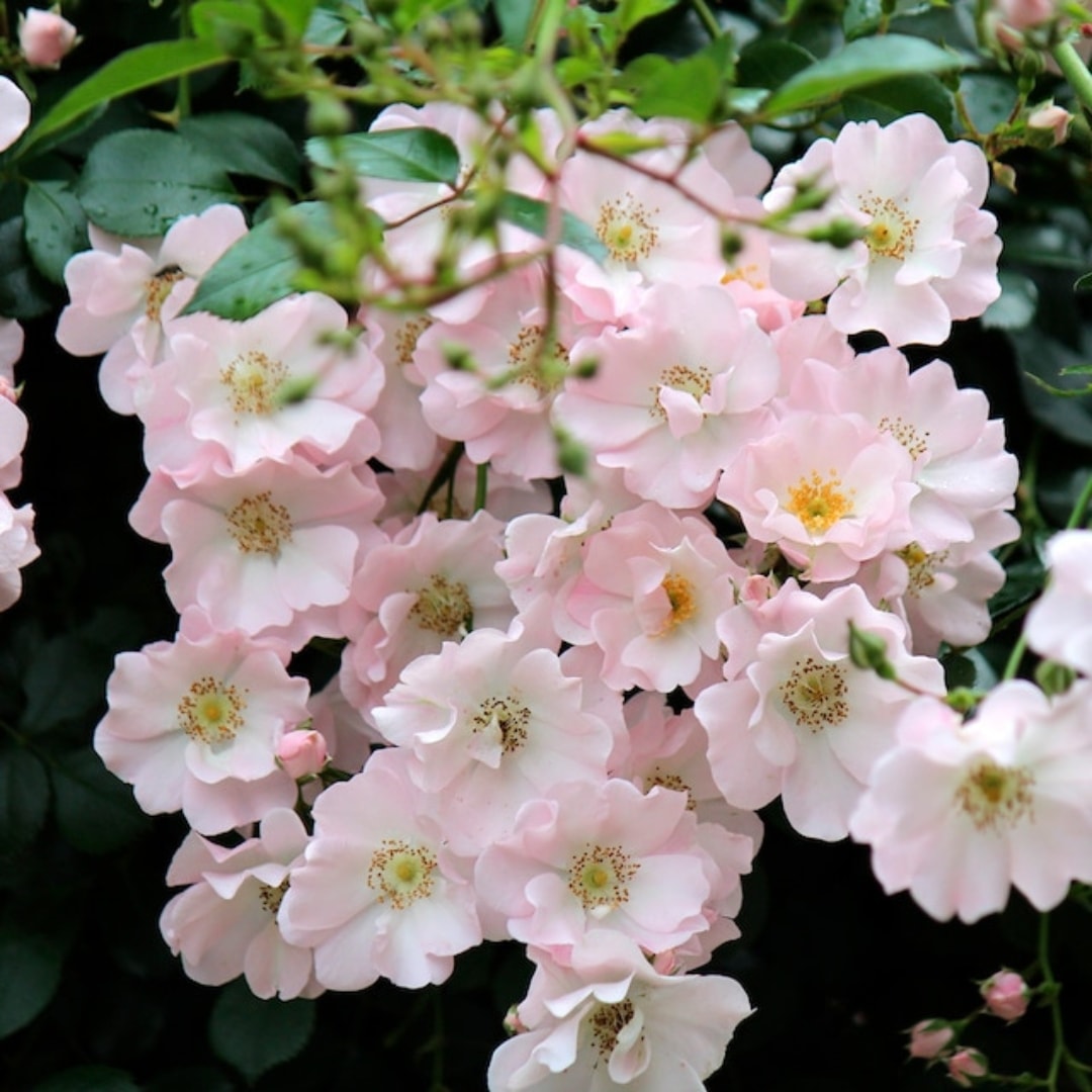 バラ苗 予約新苗 2026 伽羅奢 がらしゃ Gracia 国産ノイバラ台木使用