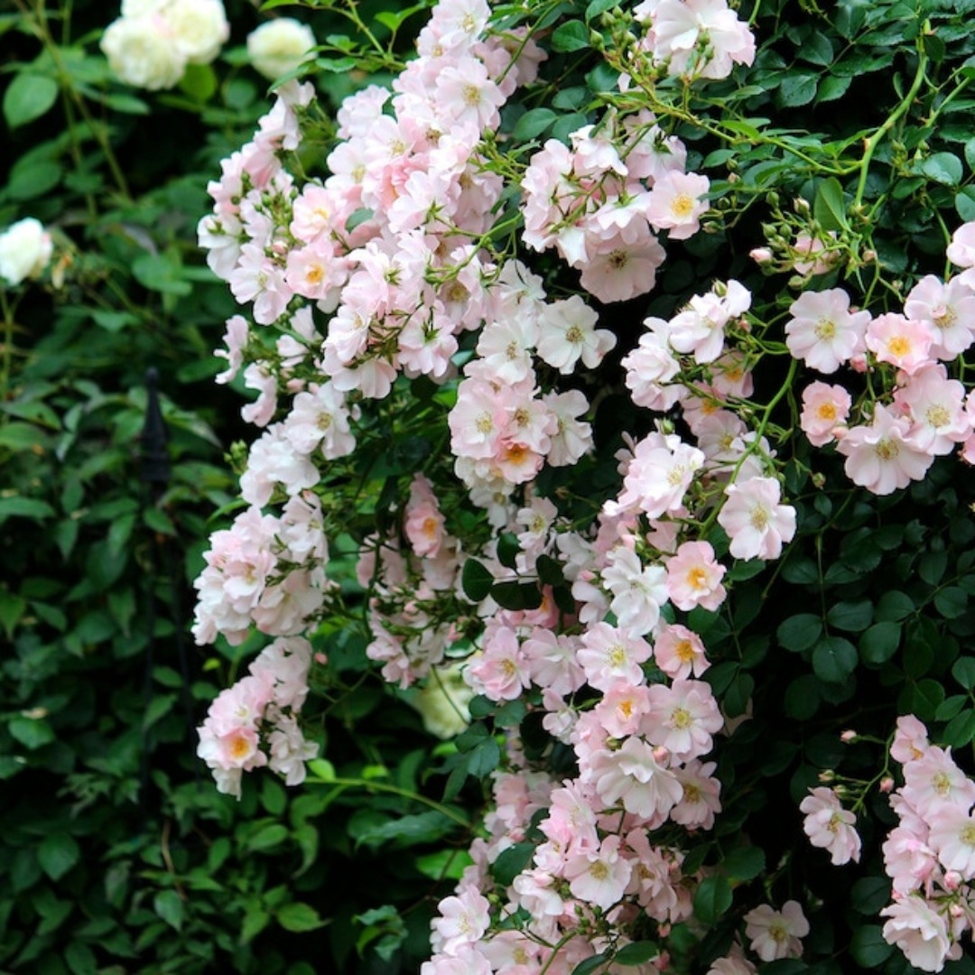 バラ苗 予約新苗 2026 伽羅奢 がらしゃ Gracia 国産ノイバラ台木使用