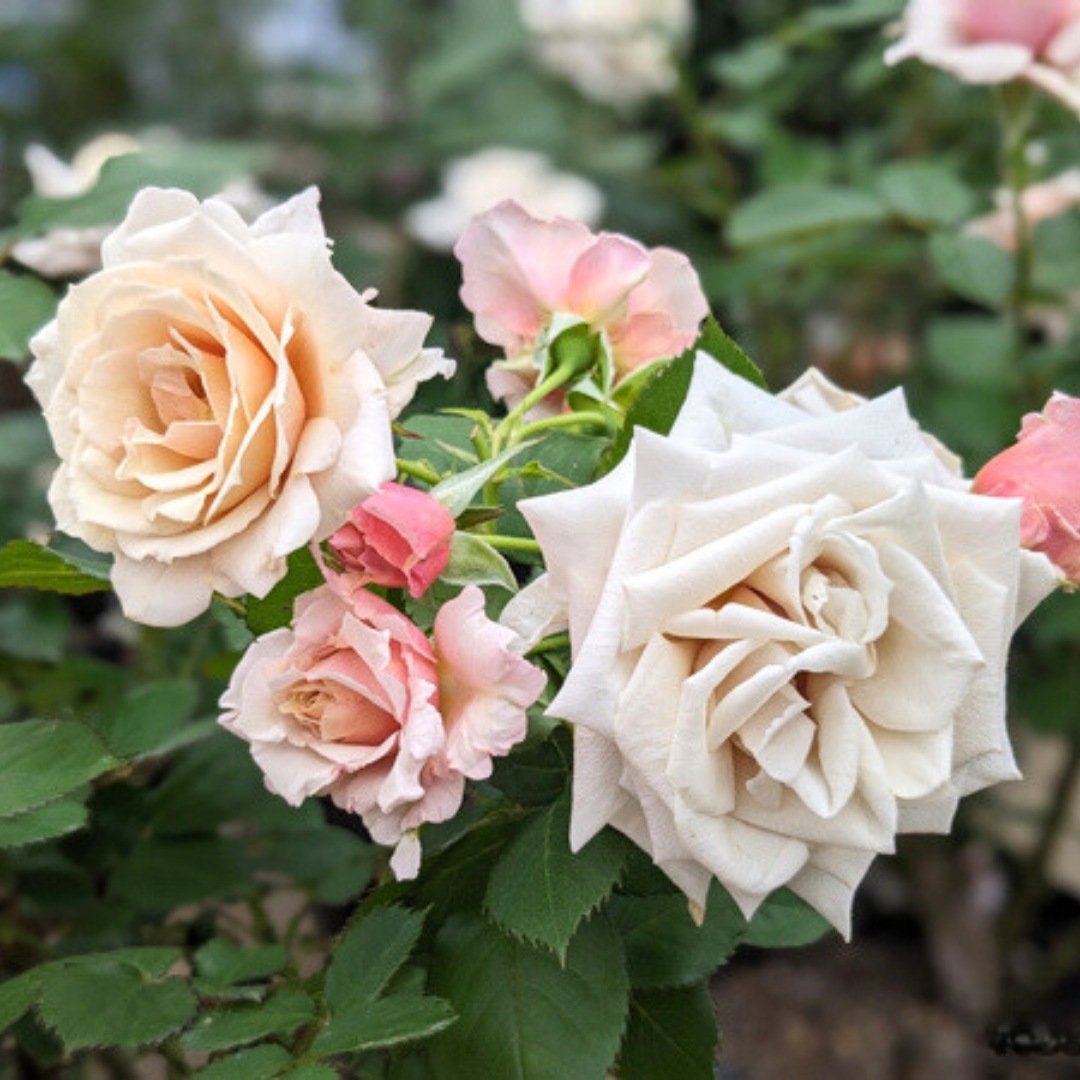 バラ苗 予約苗 バラ苗 アダージョ (大苗) ハイブリッドティー 四季咲き