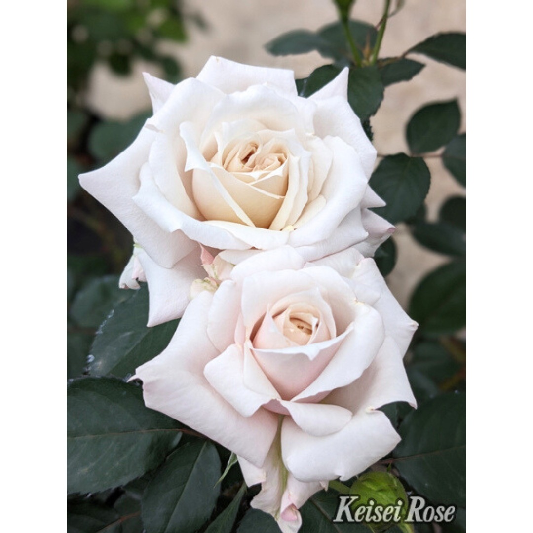 バラ苗 予約新苗 2026 希成 きなり Kinari 国産ノイバラ台木使用