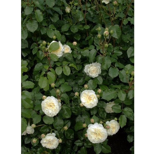 tomtit211219」 切り花品種バラ苗 レアバラ tomtit211219」 切り花品種