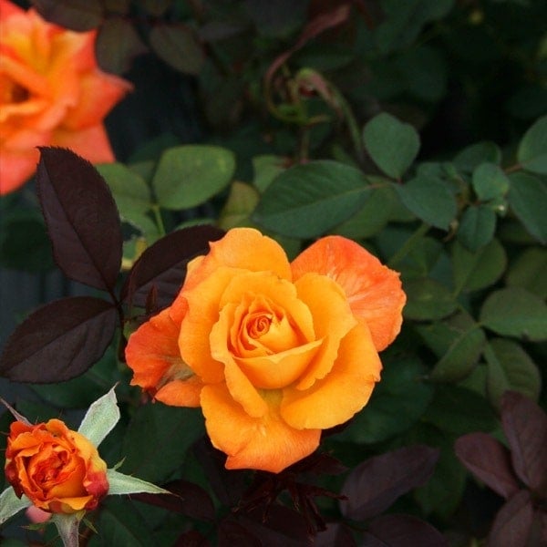 バラ苗 予約スタンダードローズ 2026 カシス オレンジ STD 1.2m 国産