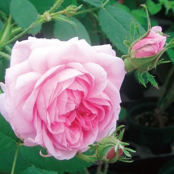 ナチュラルHaviland ローズセンティフォリア　19センチ　2枚 Dinner Plates, Johann Haviland, Moss Rose, Bavarian Backstamp