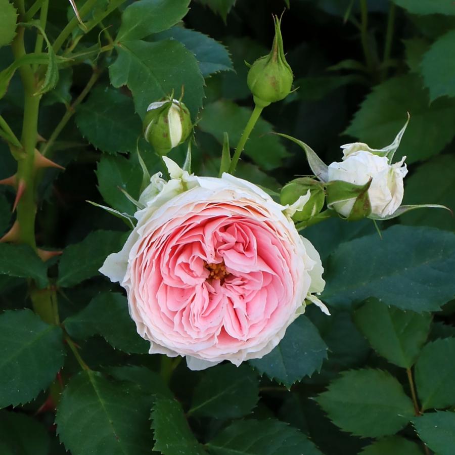 バラ苗 バラ苗 予約新苗 2026 プラム パーフェクト Plum Perfect 国産ノイバラ