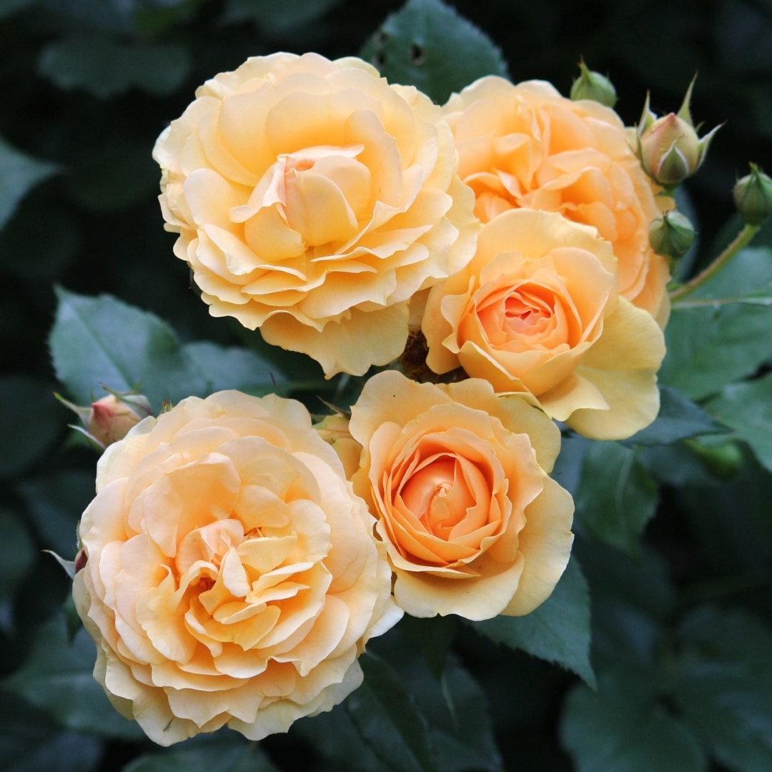 バラ苗 予約大苗 2026 ニルヴァーナ Nirvana 国産ノイバラ台木使用