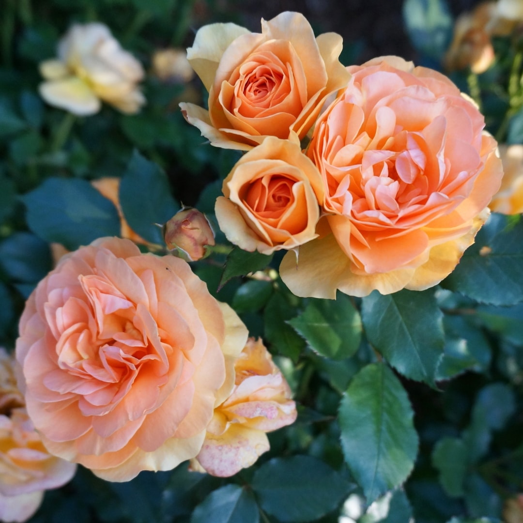 バラ　バラ苗　大株エヴリン　超希少　数々のありますがサイコーです バラ バラ苗 大株エヴリン 超希少 数々のありますがサイコーです 苗