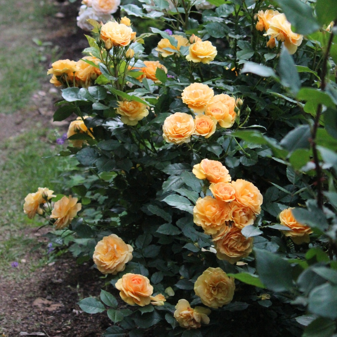 バラ苗 予約大苗 2026 ニルヴァーナ Nirvana 国産ノイバラ台木使用