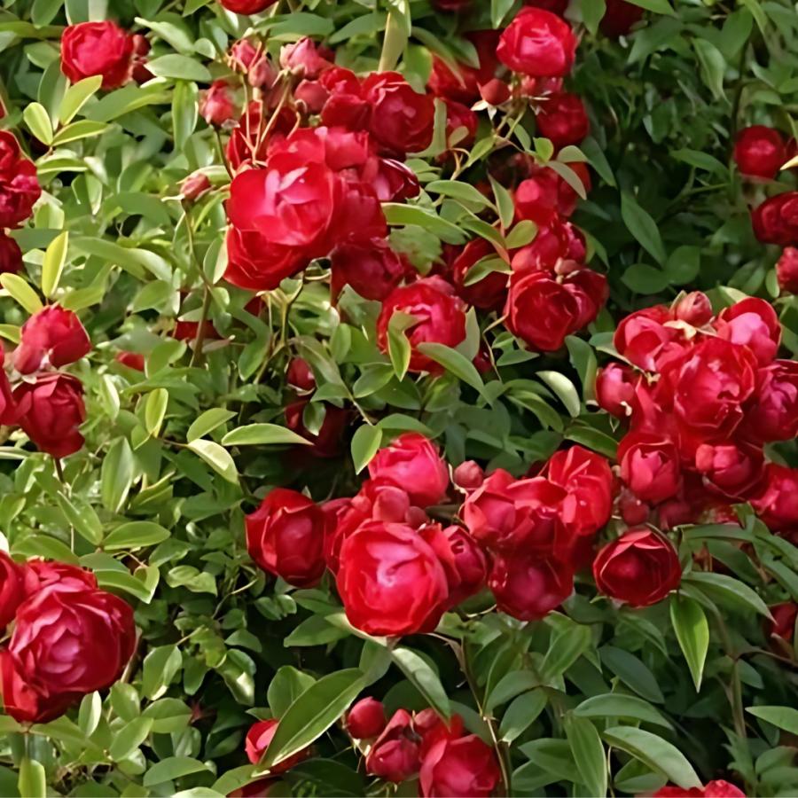 バラ苗 予約新苗 2026 紅玉 こうぎょく Kogyoku 国産ノイバラ台木使用