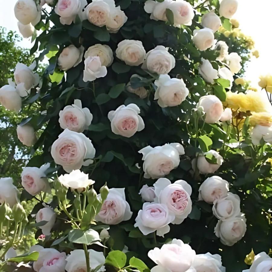 バラ苗 予約新苗 2026 クリスティアーナ Christiana 国産ノイバラ台木