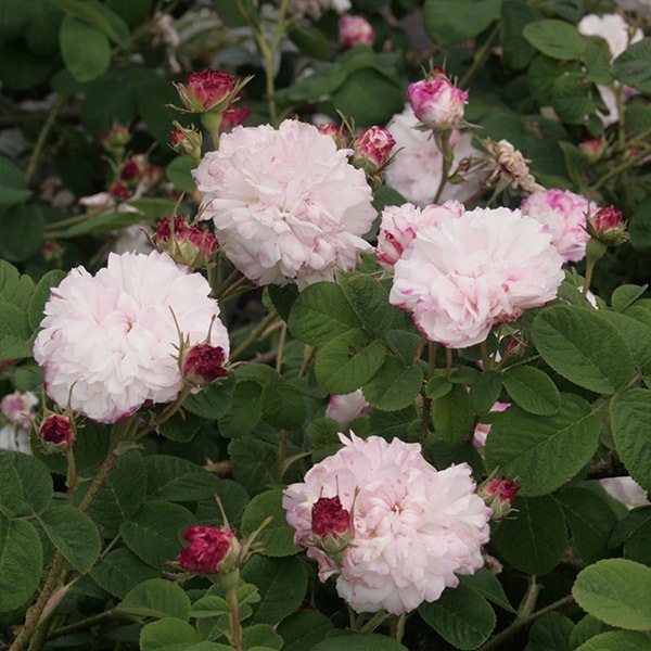 バラ苗 図鑑 レダ Léda 国産ノイバラ台木使用 | すべての商品 | コマツ