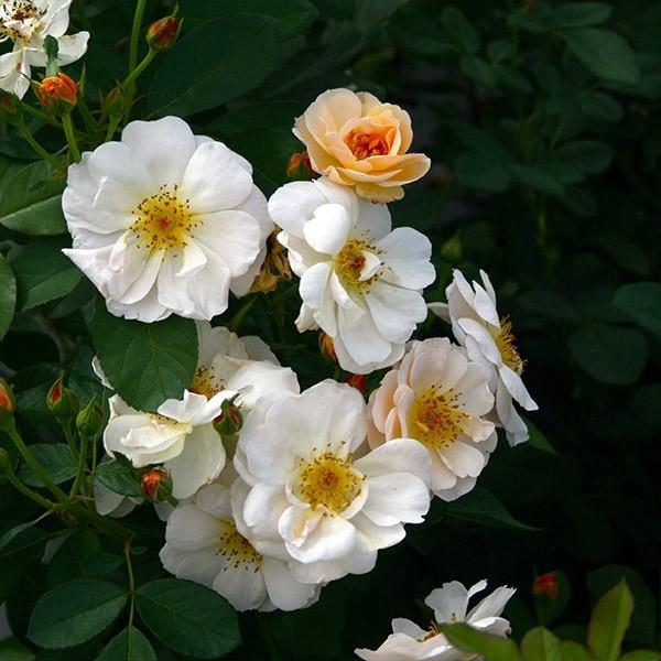 バラ苗 予約スタンダードローズ 2026 サイレント クラウド Silent