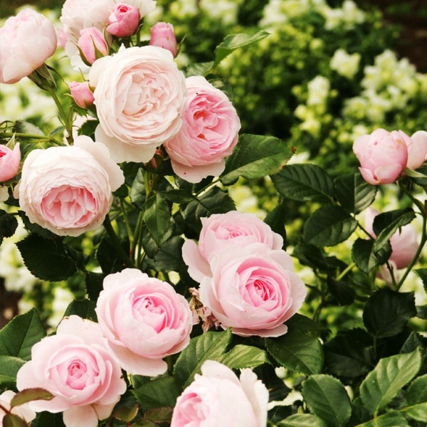 バラ苗 予約大苗 2026 ハンス ゲーネバイン Hans Gönewein 国産