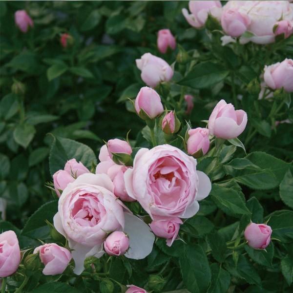 バラ苗 予約大苗 2026 ハンス ゲーネバイン Hans Gönewein 国産