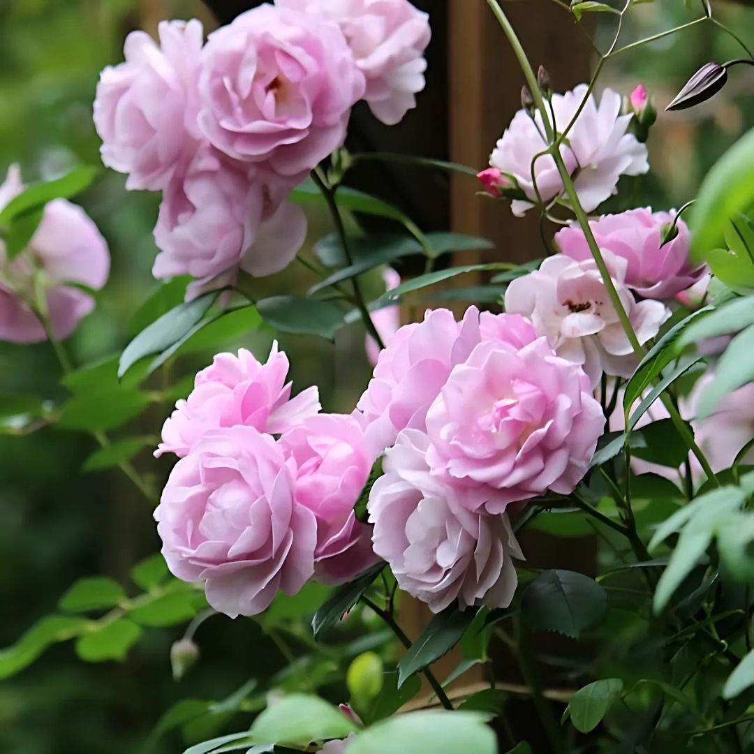 バラ苗 予約大苗 2026 ライラック デイズ Lilac Days 国産ノイバラ台木