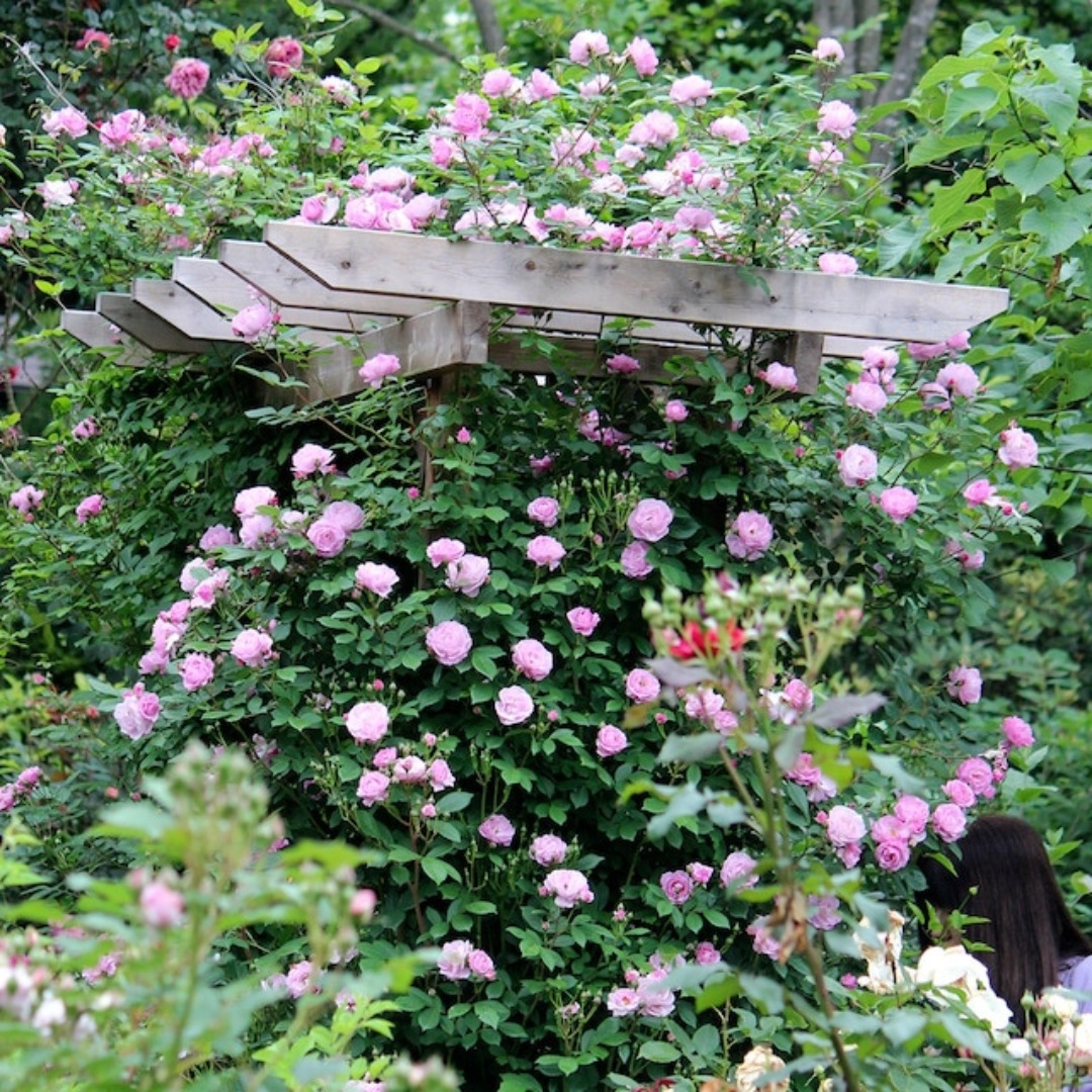 バラ苗 予約大苗 2026 ライラック デイズ Lilac Days 国産ノイバラ台木