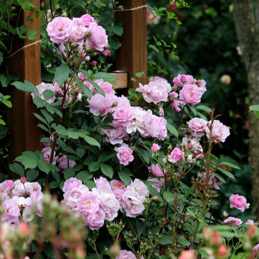 バラ苗 予約大苗 2026 ライラック デイズ Lilac Days 国産ノイバラ台木