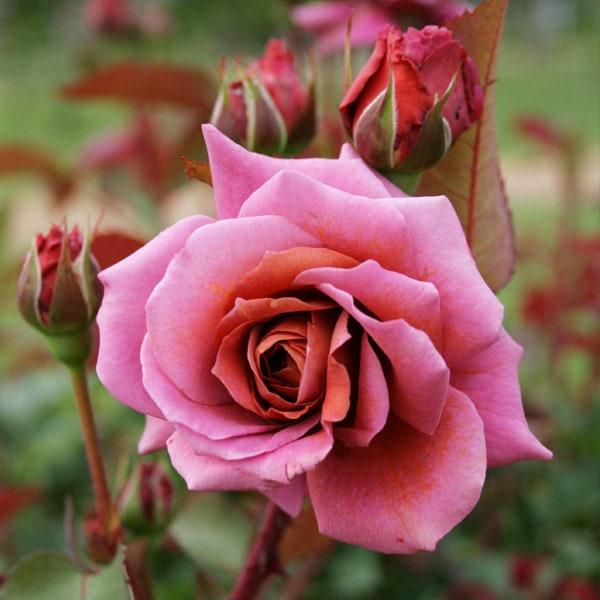 バラ苗 予約新苗 2026 禅 ぜん Zen 国産ノイバラ台木使用 | 予約新苗