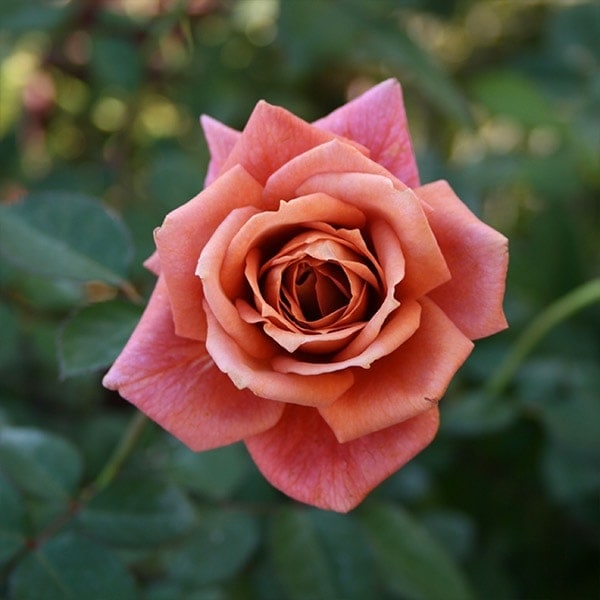 バラ苗 予約新苗 2026 禅 ぜん Zen 国産ノイバラ台木使用 | 予約新苗