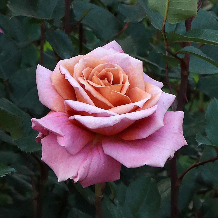 バラ苗 予約新苗 2026 禅 ぜん Zen 国産ノイバラ台木使用 | 予約新苗