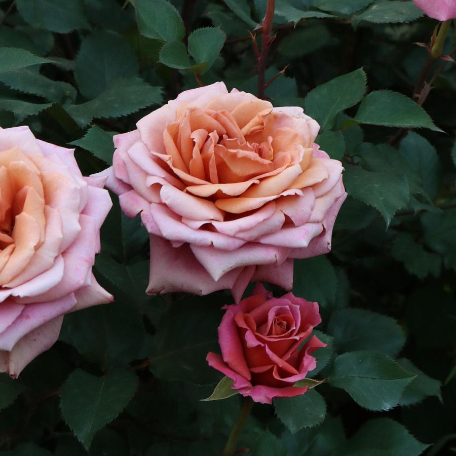 バラ苗 予約新苗 2026 禅 ぜん Zen 国産ノイバラ台木使用 | 予約新苗