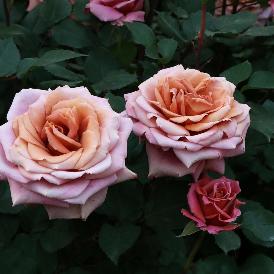 バラ苗 わ あ◯のう○ バラ苗 【クレイジートゥー】 (新苗) ハイブリッドティー 四季咲き