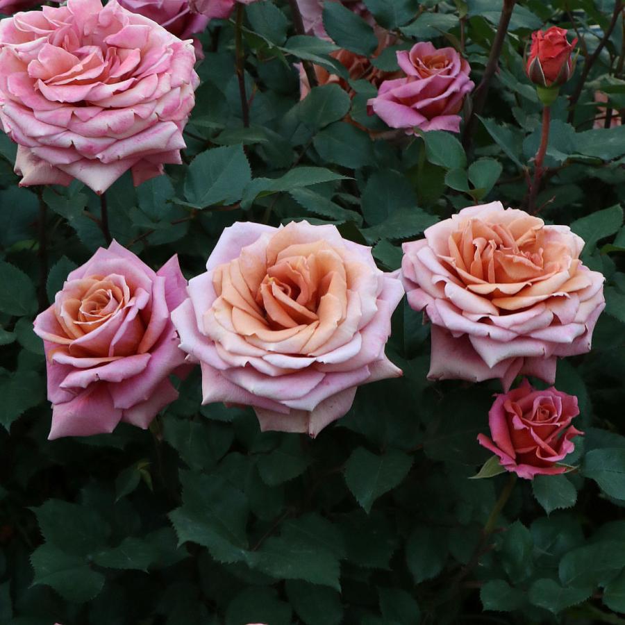 ♡ベティ様♡ご予約　バラ苗 ♡ベティ様♡ご予約 バラ苗 ♡ベティ様♡ご予約 バラ苗 ♡ベティ様♡ご