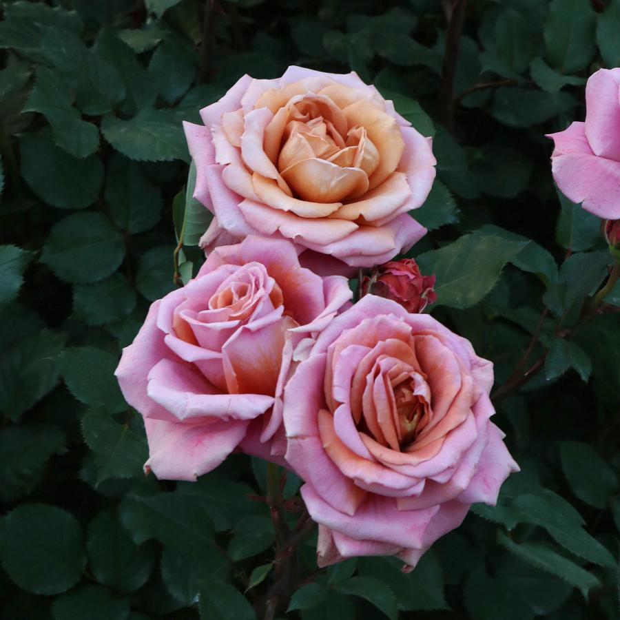 薔薇 ウィズレー2008（Ausbreeze）（大苗）7号鉢植え バラ苗 《農林水産省