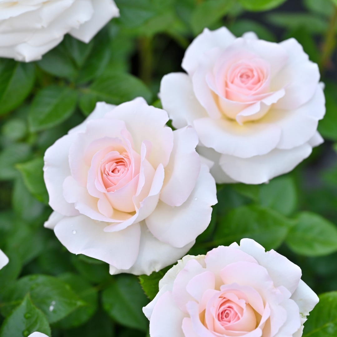 バラ　大苗　激レア　Persuasion バラ 大苗 激レア persuasion Persuasion Rose Plant|说服