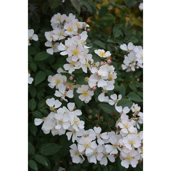 バラ苗 図鑑 ニューサ Neusa 国産ノイバラ台木使用 | すべての商品