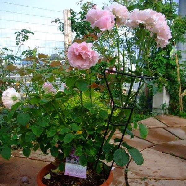 アイアン スタンドアップガード Lサイズ | アイアン | コマツガーデン