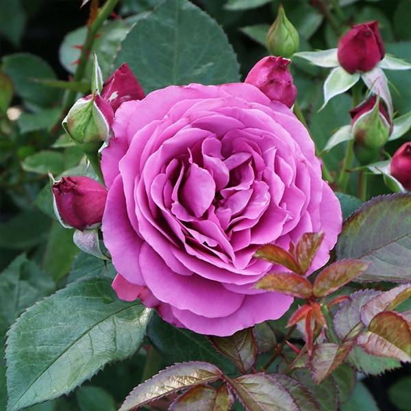 薔薇苗　　　プラム❤️パーフェクト プラム パーフェクト 大苗(4.5号角鉢)｜【京成バラ園】バラの通販