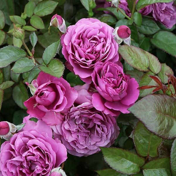 バラ苗 予約大苗 2026 プラム パーフェクト Plum Perfect 国産ノイバラ