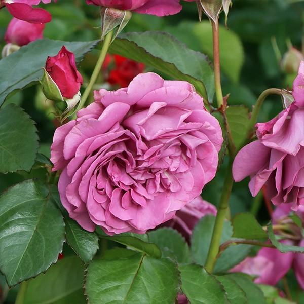 バラ苗 予約大苗 2026 プラム パーフェクト Plum Perfect 国産ノイバラ