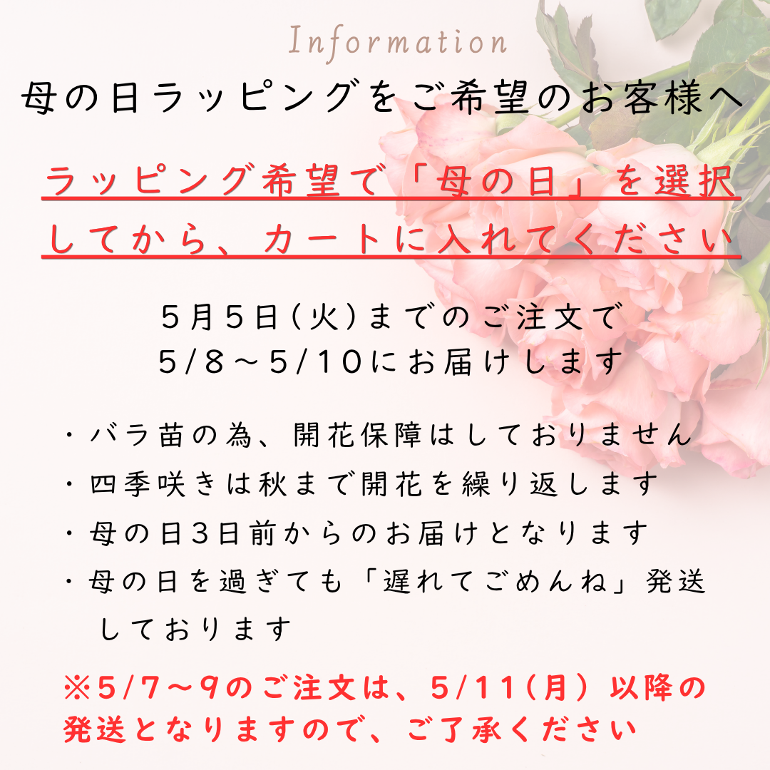 バラ苗 大苗 2026 プラム パーフェクト Plum Perfect 国産ノイバラ台木