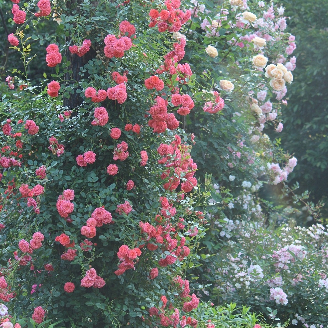 バラ苗 楽天市場】バラ苗【中苗】さくらこ 国産苗 6号鉢植え品［契約