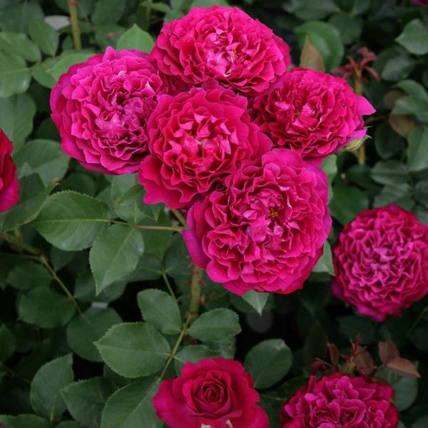 バラ苗 予約新苗 2026 ベルベティ トワイライト Velvety Twilight 国産